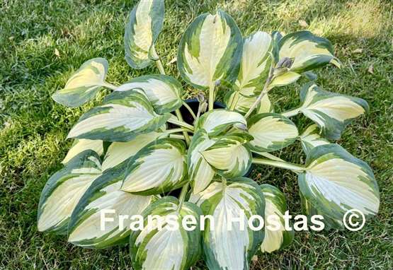 Hosta Prom Queen